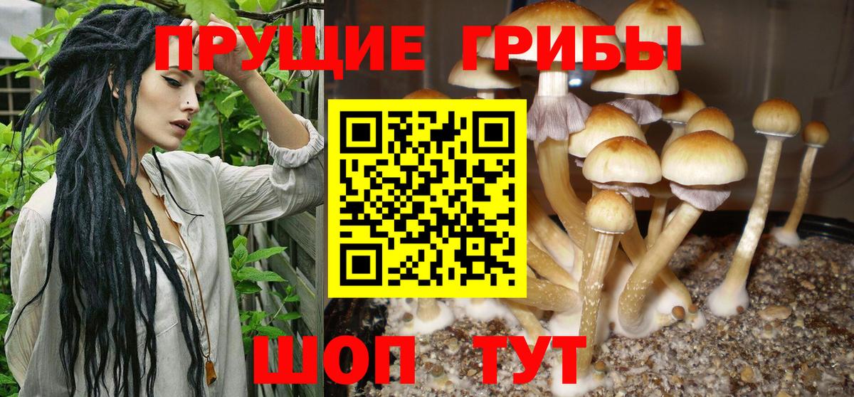 Псилоцибиновые грибы MAGIC MUSHROOMS  Вход с VPN  Саянск  купить наркотик  Псилоцибиновые грибы Psilocybe 